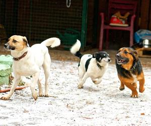 Niedźwiedź. Psiaki do pilnej adopcji!