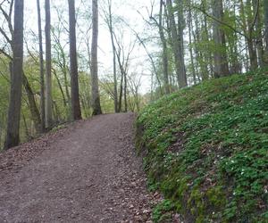 Olsztyn może pochwalić się największym kompleksem leśnym w Europie. Las Miejski zachwyca wiosną [ZDJĘCIA]