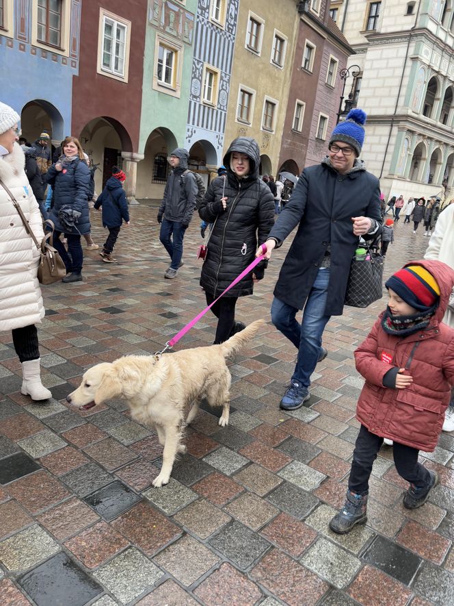 Golden Retriever WOŚP w Poznaniu