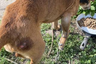 Są wyniki zmarłego Juniora, którego zabrano z posesji pod Braniewem. Uratowano kolejnego psa [ZDJĘCIA]