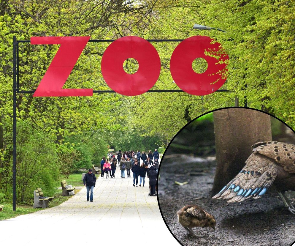 Dla tego pisklęcia zamknięto halę w Warszawskim ZOO. Dopiero co się wykluło