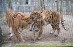 5000 zł kary za hodowlę tygrysa