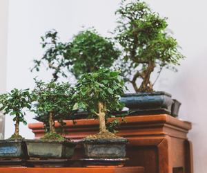 Drzewko bonsai