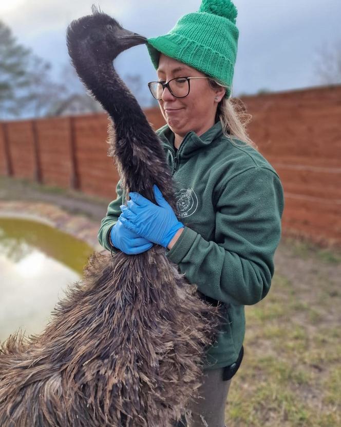 Zoo Borysew może się pochwalić jedynym takim obiektem w Europie. To basen dla białych tygrysów [ZDJĘCIA]. 