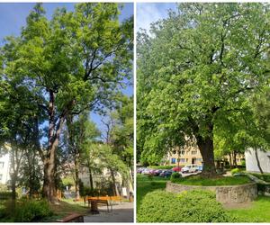 Lublin ma nowe pomniki przyrody!