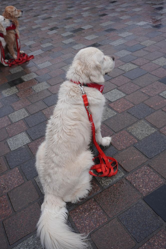 Golden Retriever WOŚP w Poznaniu