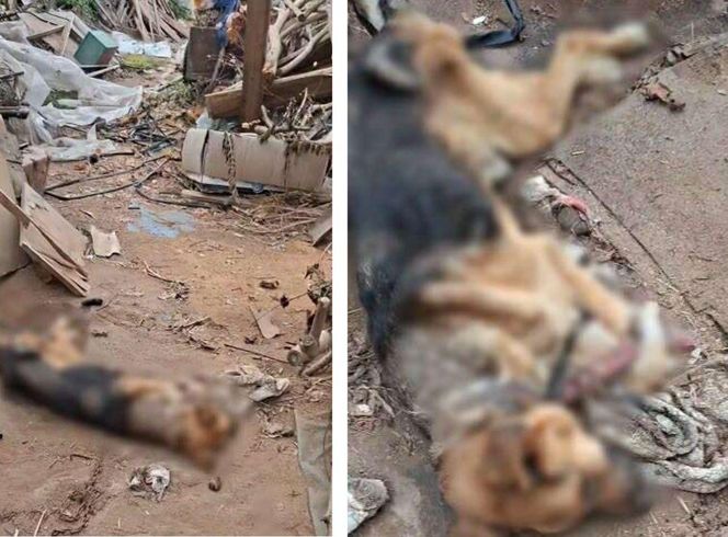 Interwencja OTOZ Animals oddział kujawsko-pomorski