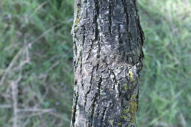 Zuzia z koleżanką powiesiły się na wierzbie. Jakie tajemnice śmierci dziewczynek zdradziła sekcja? 