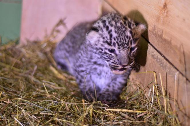 W Zoo Płock urodził się lampart perski! Na świecie jest ich tylko tysiąc