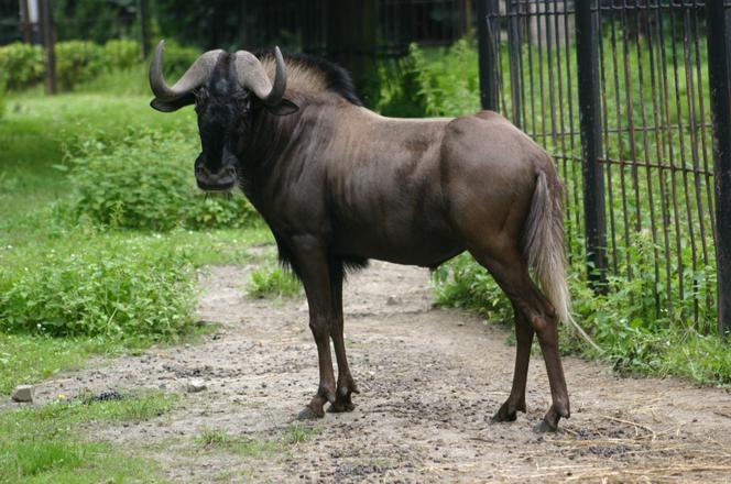 Tak wyglądają zwierzęta mieszkające w śląskim ZOO