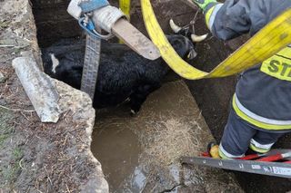 Byk wpadł do szamba pod Inowrocławiem! Dramatyczna akcja ratunkowa 