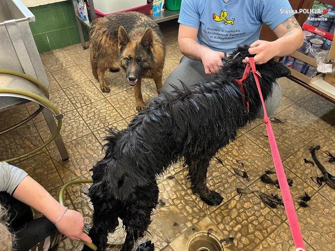 Katowice: Psy piły deszczówkę z własnymi fekaliami. Odebrano je właścicielowi