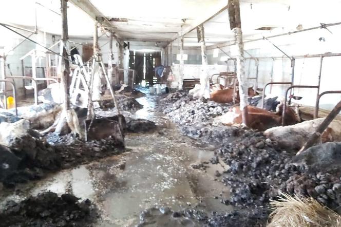 Makabra w Gryszkańce. 19 sztuk padłego bydła w gospodarstwie rolnym
