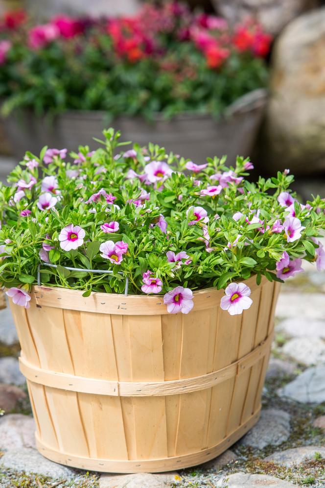 Calibrachoa, Million Bells. Zdjęcia