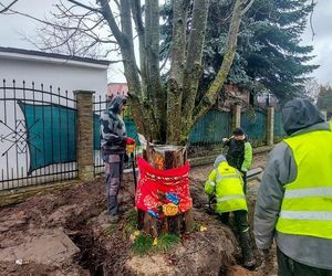 Kasztanowiec trafił na środek ronda