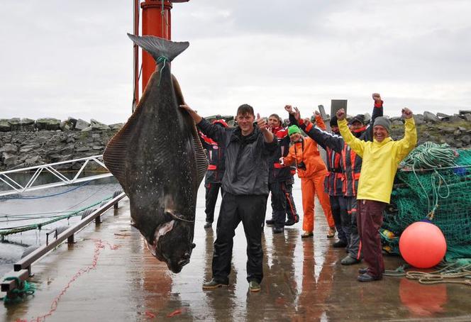 Gigantyczny halibut