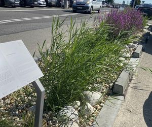 Tak wygladają ogrody deszczowe na parkingu przed terminalami Katowice Airport