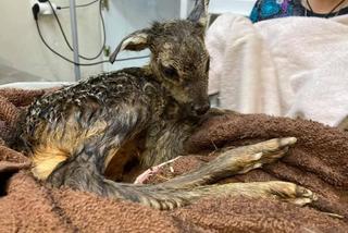 Śląskie: Ciężarna sarna zginęła pod autem. Z rozerwanego brzucha wypadło młode! Policjanci przyjęli poród [ZDJĘCIA]