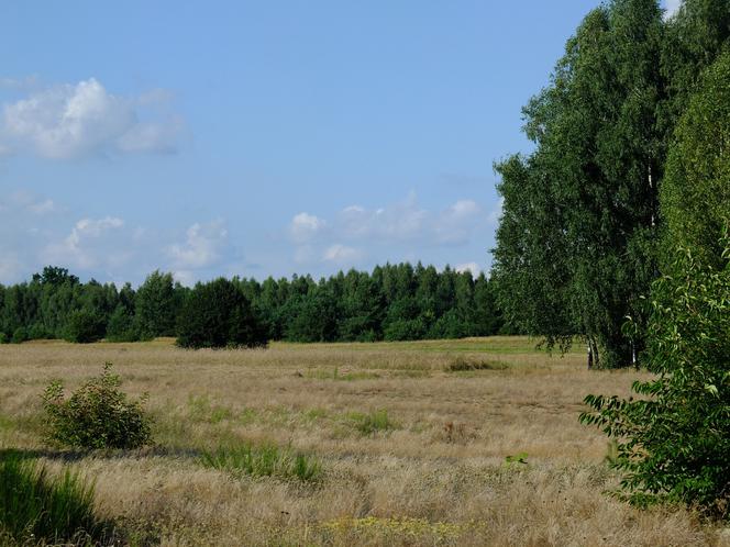 Wilk chciał mnie zagryźć