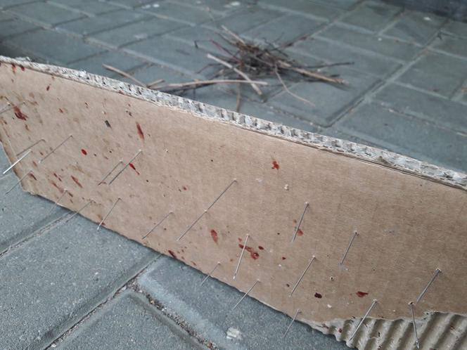 Katowice. Ktoś zastawia PUŁAPKI na psy z kolcami! "Są ślady krwi!" [ZDJĘCIA]