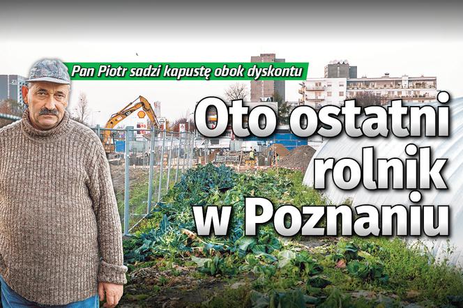 Oto ostatni rolnik w Poznaniu
