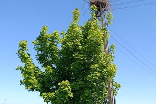 Ratował boćka na słupie, spadł z drabiny