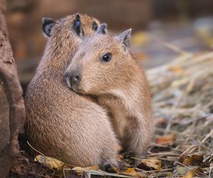 Ale słodziaki! We wrocławskim ZOO urodziły się dwie kapibary 