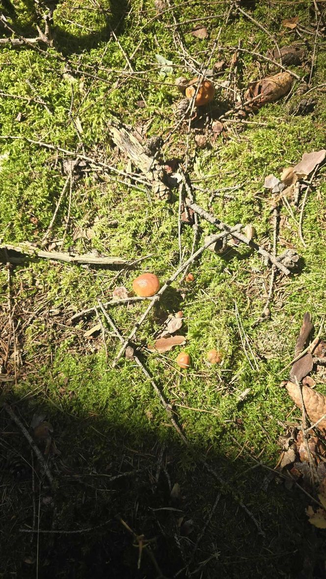 Sezon grzybowy na Dolnym Śląsku rozpoczęty. Gdzie znaleźć kanie, borowiki i koźlarze?