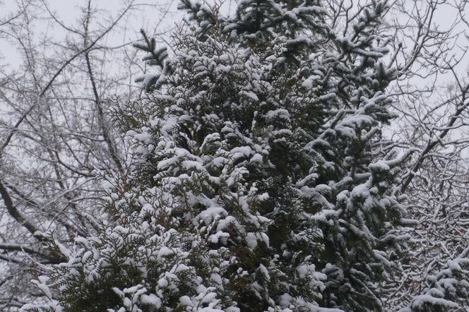 Zima w Świętokrzyskiem. Skarżysko-Kamienna (22.11.2024)