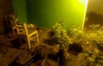Ogromna plantacja marihuany pod Żninem. 36-latek aresztowany