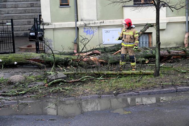 Silny wiatr w Krakowie 17.01.2022. Radar wiatru nie pozostawia złudzeń. Czekają nas połamane drzewa, brak prądu i zawalone drogi?