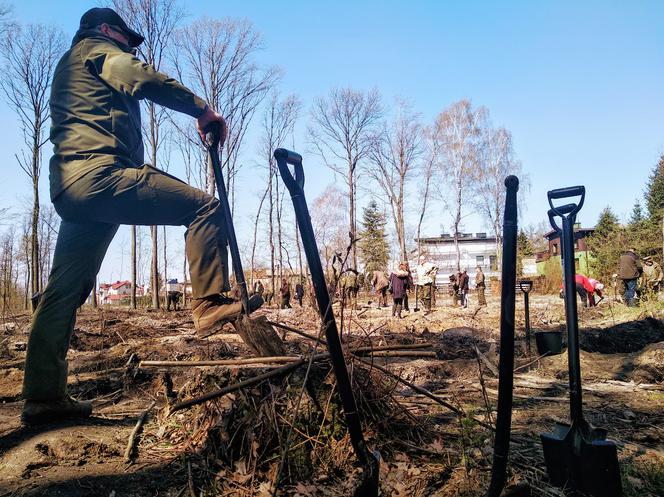 Katowice: Leśnicy sadzą na Muchowcu nowe drzewa [ZDJĘCIA, AUDIO]