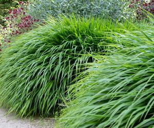 Hakonechloa macra