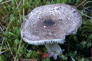 Trujące grzyby w Polsce. Zobacz, których gatunków nie wolno zbierać