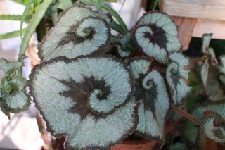 Begonia królewska - Begonia rex