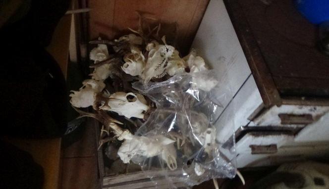 Schwytali kłusownika. W bagażniku miał martwe zwierzęta 