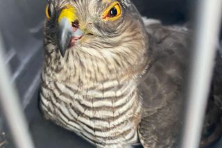 Ranny jastrząb leżał na ulicy w Świdniku