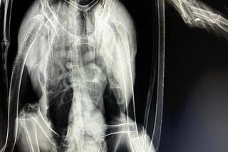 Zwyrodnialcy strzelają do bocianów [GALERIA}