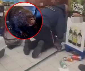 Nietypowy klient w sklepie w Łodzi. Trzeba było wyciągać go spod palet!