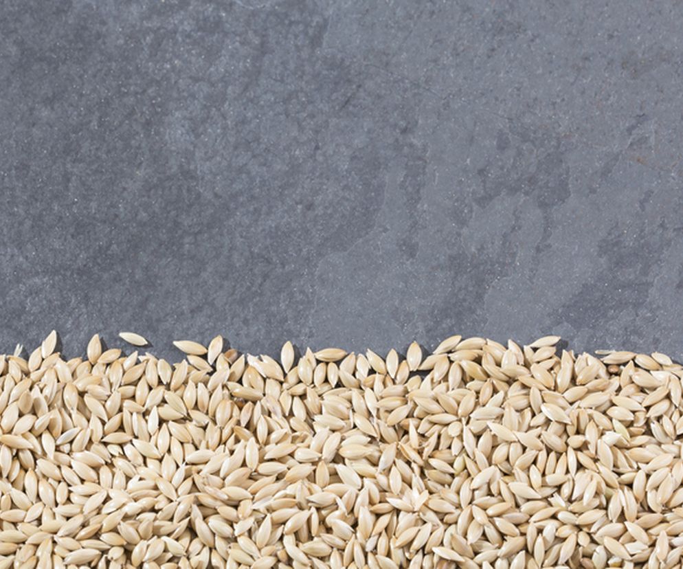 Mozga kanaryjska - właściwości i zastosowanie. Jak jeść mozgę kanarysjką? 