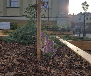 Na Rynku w Lesznie stanęły ogromne donice