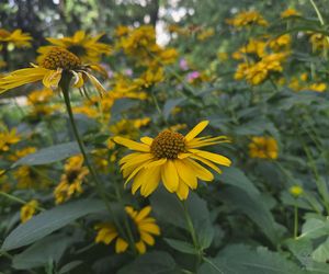 Letni spacer w zielonym sercu Bydgoszczy. Ogród Botaniczny UKW zaprasza!