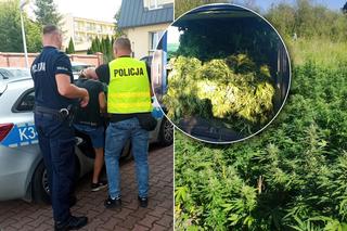 Byli właścicielami plantacji konopi za kilka mln zł! Wpadli w ręce policji [ZDJĘCIA]