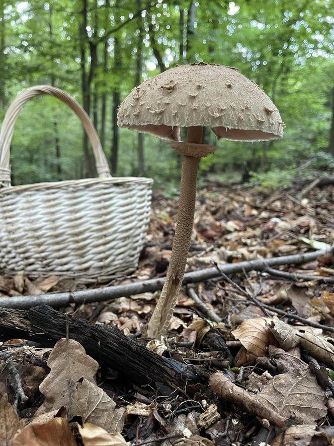 Grzybowe eldorado po deszczu na Dolnym Śląsku.  Są kolorowe borowiki i mnóstwo kurek 