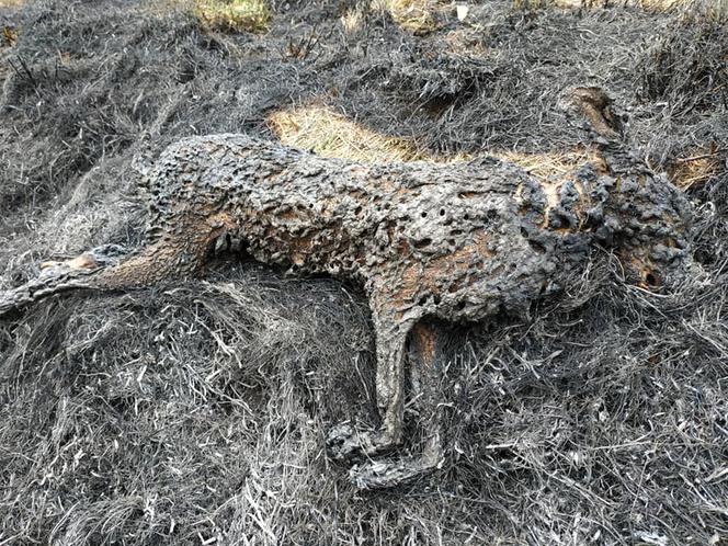 Wypalanie traw to śmiertelne zagrożenie. Giną ludzie i zwierzęta