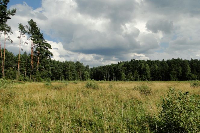To największy kompleks leśny na Mazurach. Co krok pojawiają się malownicze jeziora