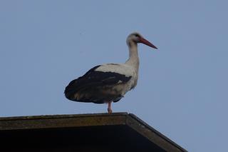 Bociany wróciły do Żywkowa