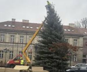 Drzewko świąteczne - poszukiwane