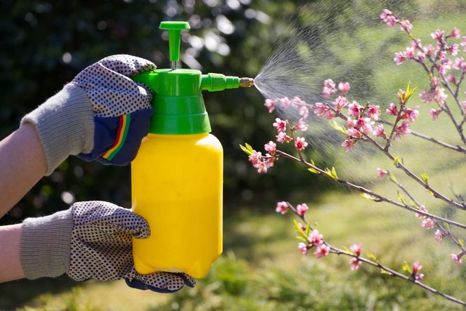 Naturalne środki ochrony roślin do kupienia w sklepach