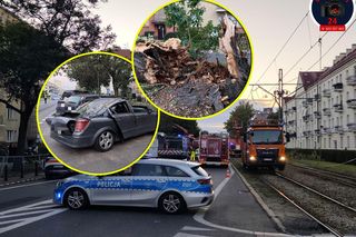 Dramat na Żoliborzu. Drzewo runęło na samochody, kobieta z dzieckiem w pułapce